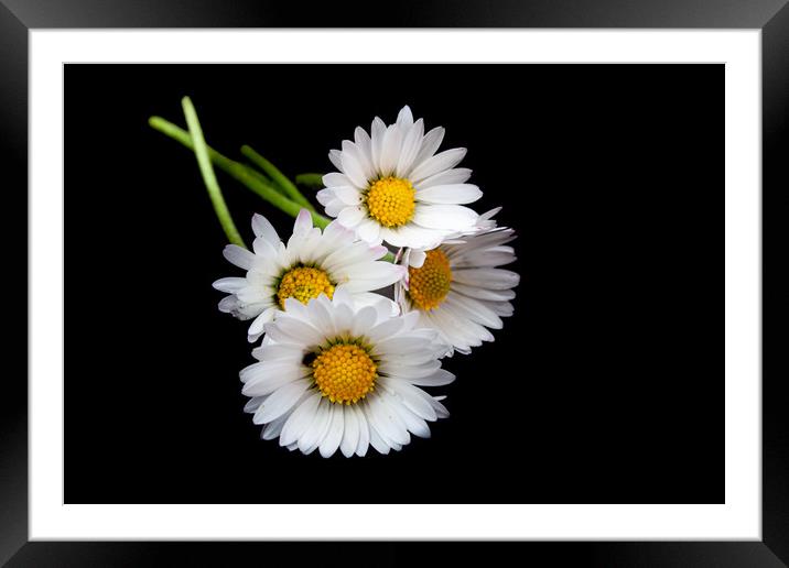 The Majestic Oxeye Daisies Framed Mounted Print by Kevin Snelling