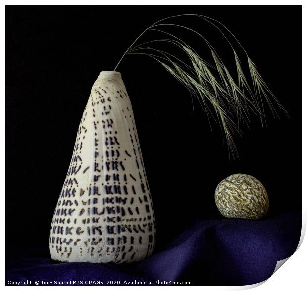 Cone Shell Vase Displaying Grass Sprig and Pebble Print by Tony Sharp LRPS CPAGB