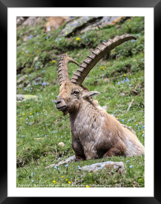 Gran Paradiso National Park Stambecco Bouquetin Al Framed Mounted Print by Fabrizio Malisan