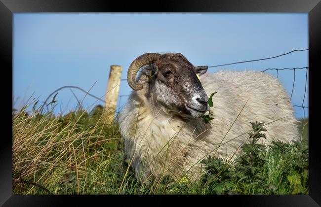 Happy sheep Framed Print by barbara walsh