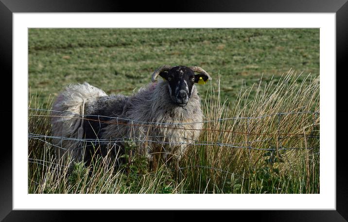 Kerry sheep Framed Mounted Print by barbara walsh