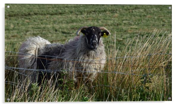 Kerry sheep Acrylic by barbara walsh