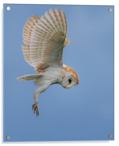 Hunting Barn Owl Acrylic by Gary Pearson