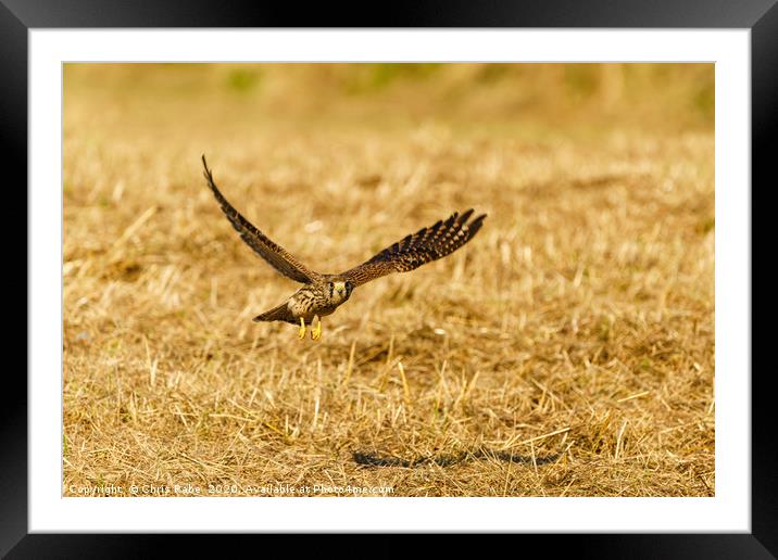 Common Kestrel in flight, low over grass Framed Mounted Print by Chris Rabe
