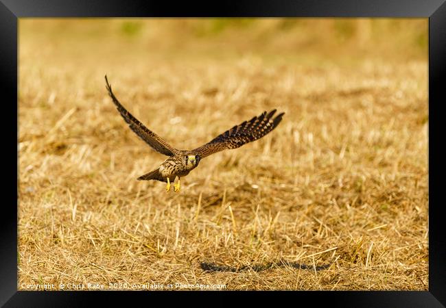 Common Kestrel in flight, low over grass Framed Print by Chris Rabe