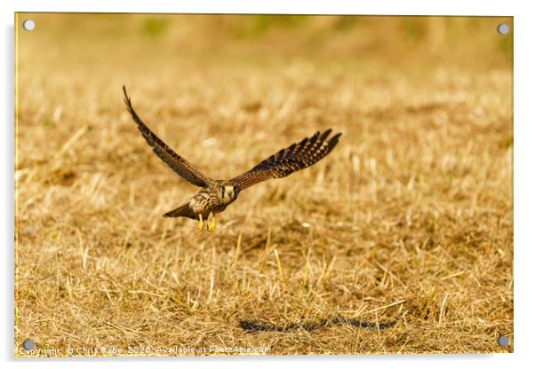 Common Kestrel in flight, low over grass Acrylic by Chris Rabe