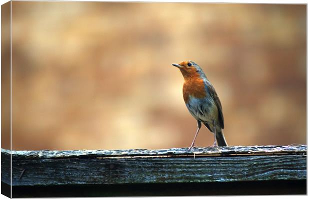Robin 2 Canvas Print by Chris Day