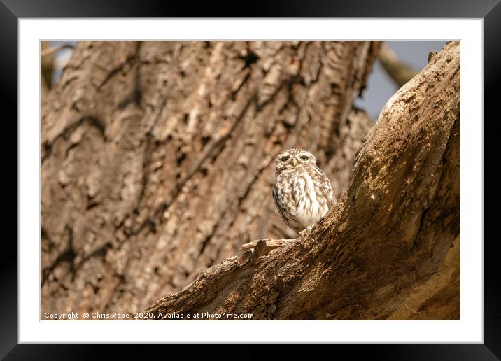 Little Owl on a tree Framed Mounted Print by Chris Rabe