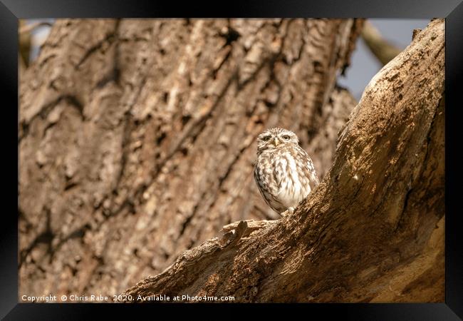 Little Owl on a tree Framed Print by Chris Rabe