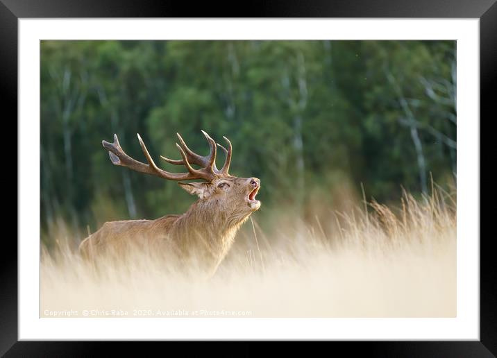 Red deer stag during rutting season Framed Mounted Print by Chris Rabe