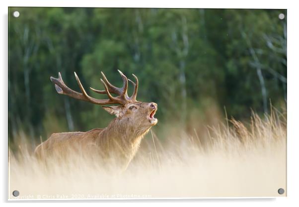 Red deer stag during rutting season Acrylic by Chris Rabe