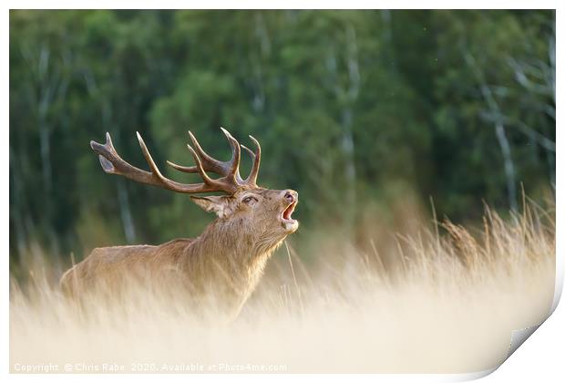 Red deer stag during rutting season Print by Chris Rabe
