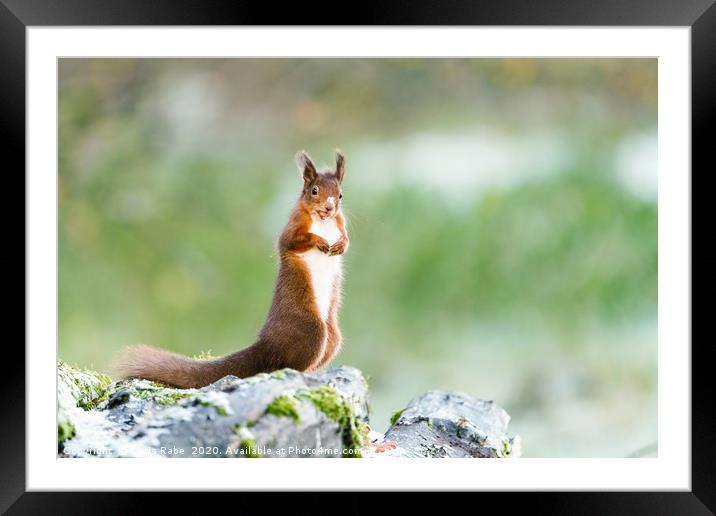 red squirrel standing in light snow Framed Mounted Print by Chris Rabe