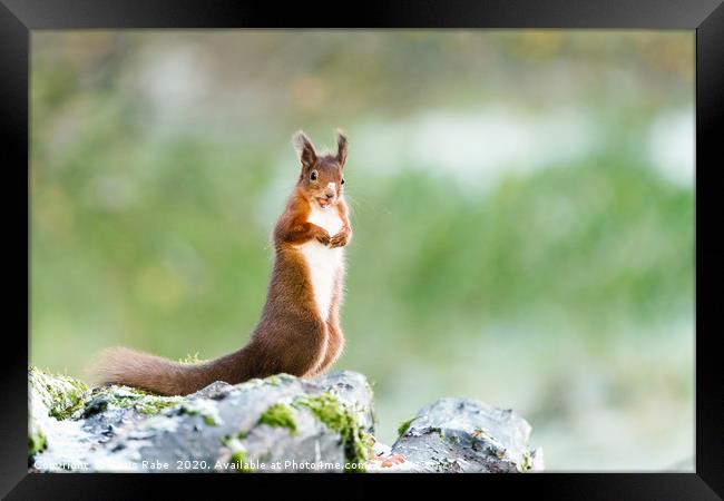 red squirrel standing in light snow Framed Print by Chris Rabe