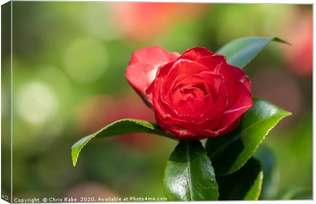 A bright red camelia flower Canvas Print by Chris Rabe