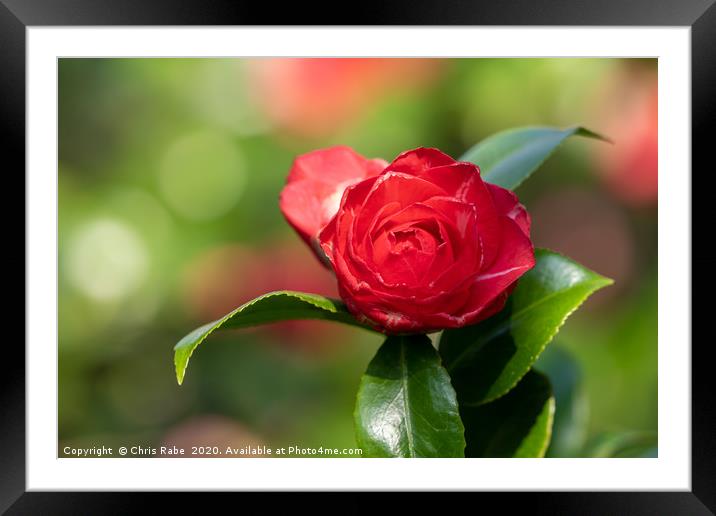 A bright red camelia flower Framed Mounted Print by Chris Rabe