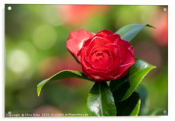 A bright red camelia flower Acrylic by Chris Rabe