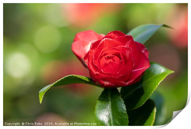 A bright red camelia flower Print by Chris Rabe