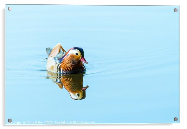 Mandarin Duck male on a still lake Acrylic by Chris Rabe