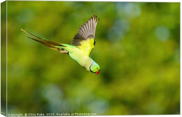 Ring-necked parakeet in flight Canvas Print by Chris Rabe