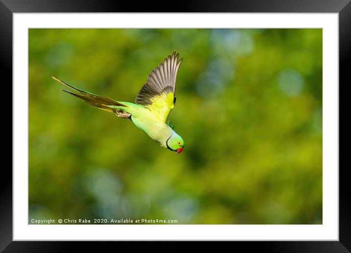 Ring-necked parakeet in flight Framed Mounted Print by Chris Rabe