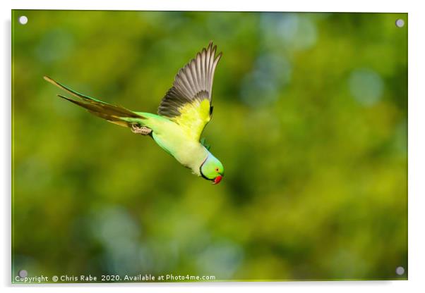 Ring-necked parakeet in flight Acrylic by Chris Rabe