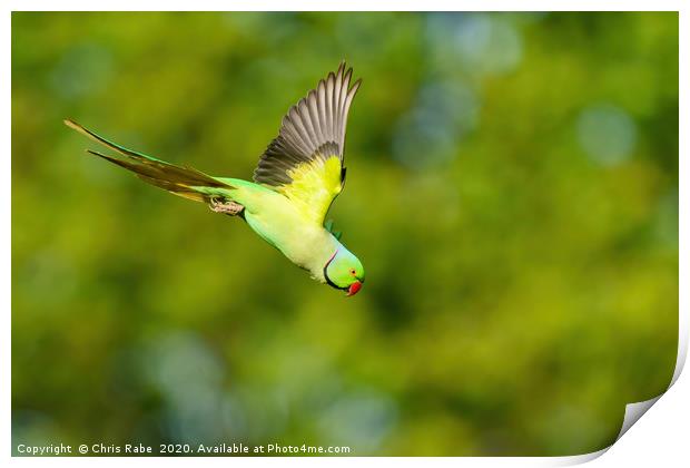 Ring-necked parakeet in flight Print by Chris Rabe
