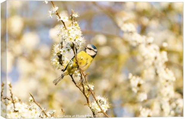 Blue Tit on blossom Canvas Print by Chris Rabe