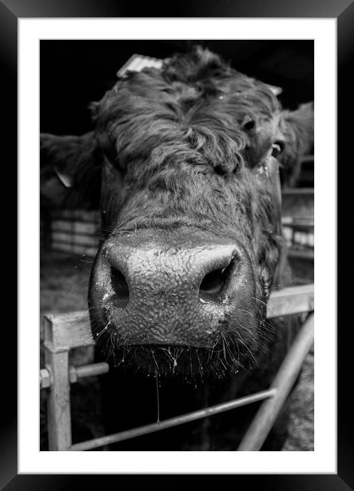 The Bull's Nose Framed Mounted Print by Christopher Stores