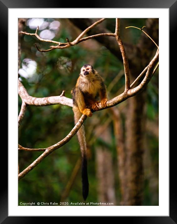 Common Squirrel Monkey in jungle Framed Mounted Print by Chris Rabe