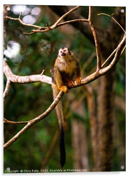 Common Squirrel Monkey in jungle Acrylic by Chris Rabe