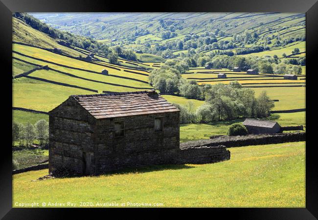 Swaledale Barns Framed Print by Andrew Ray