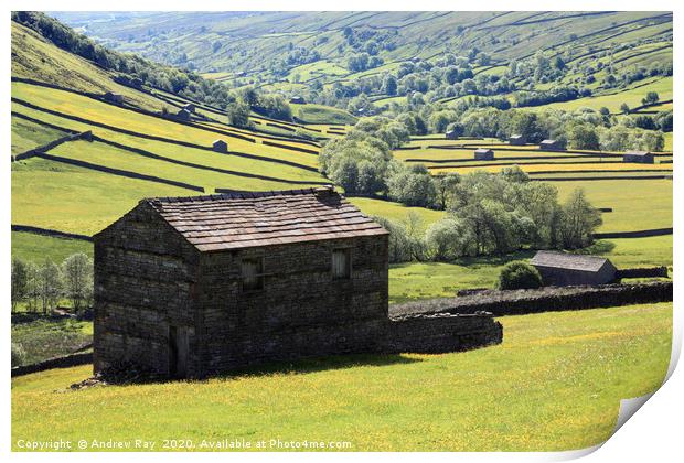 Swaledale Barns Print by Andrew Ray