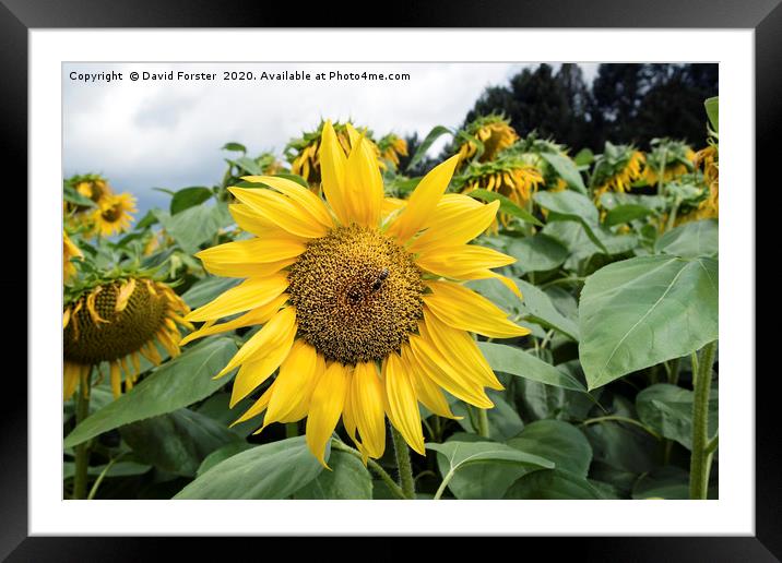 Beautiful Sunflower Dordogne, Perigord, France Framed Mounted Print by David Forster