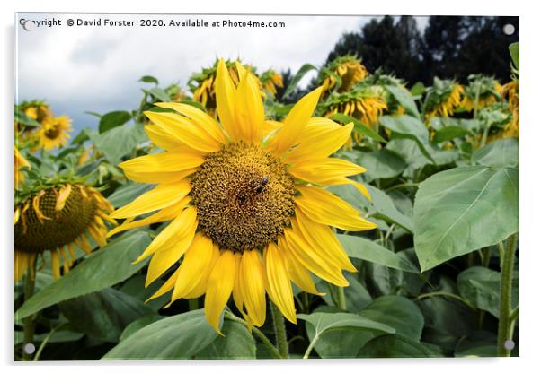 Beautiful Sunflower Dordogne, Perigord, France Acrylic by David Forster