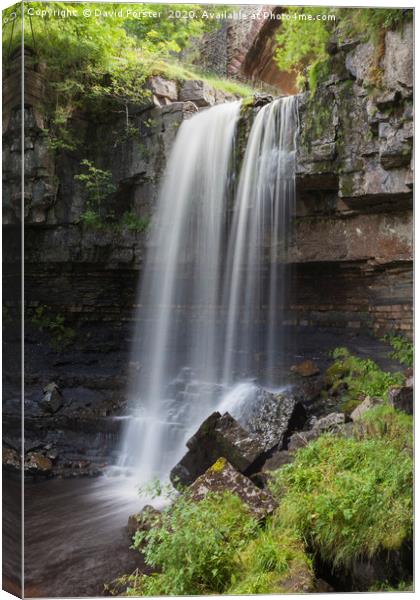 Ashgill Force Near Alston in Summer, Cumbria, UK Canvas Print by David Forster