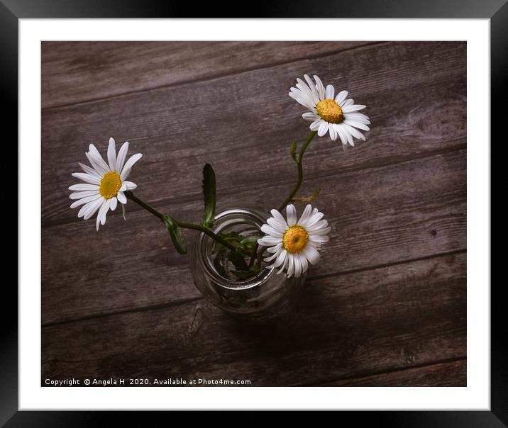 Three Oxeye Daisies Framed Mounted Print by Angela H