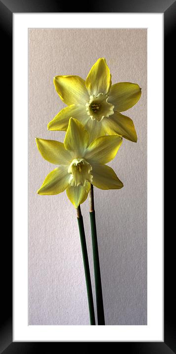 Narcissi Framed Mounted Print by Alan Pickersgill