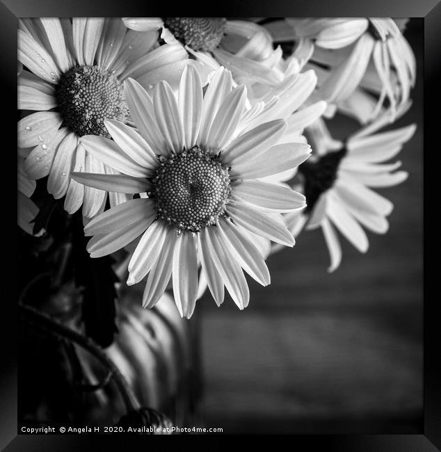 Oxey Daisies black and white Framed Print by Angela H