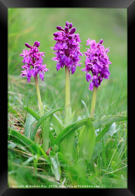 Early Purple Orchids Framed Print by Andrew Ray