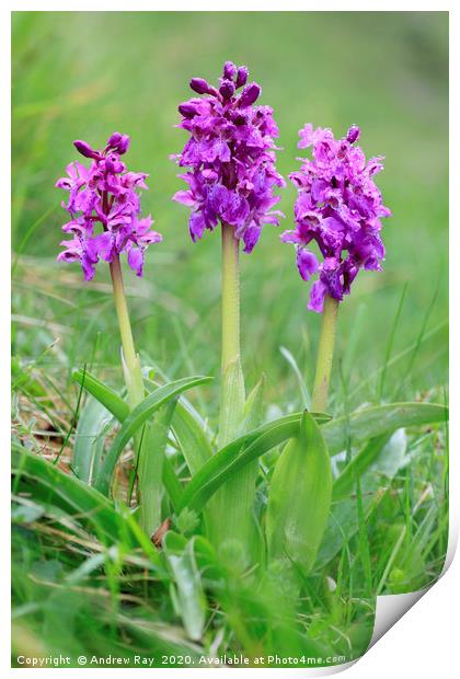 Early Purple Orchids Print by Andrew Ray