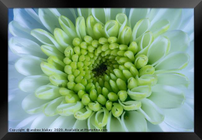 Santini Chrysanthemum: A Radiant Sphere Framed Print by andrew blakey