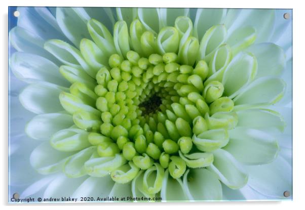 Santini Chrysanthemum: A Radiant Sphere Acrylic by andrew blakey