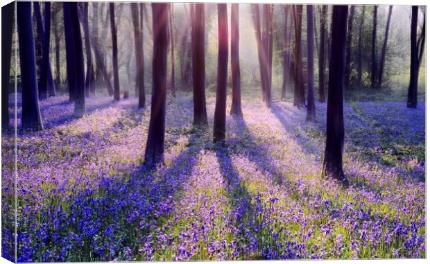 Morning in a Bluebell Wood Canvas Print by David Neighbour