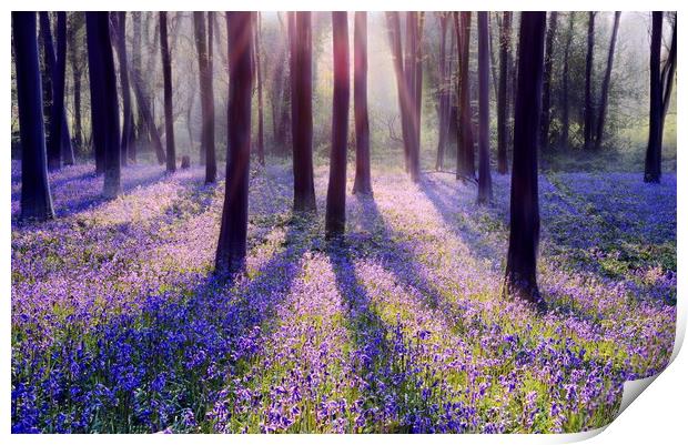 Morning in a Bluebell Wood Print by David Neighbour