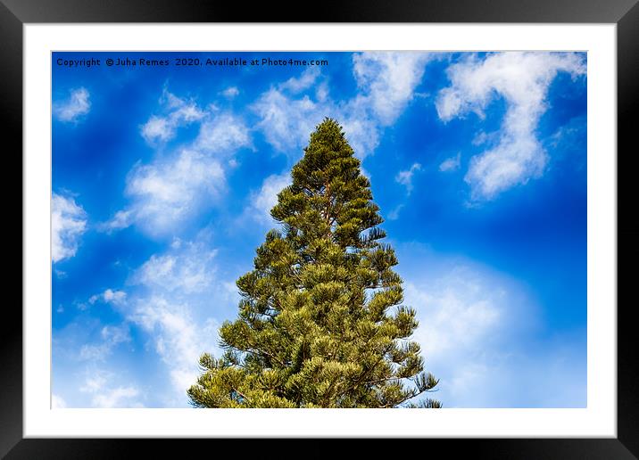 Canary Islands Pine Framed Mounted Print by Juha Remes