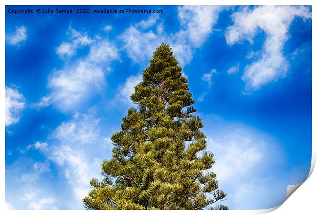 Canary Islands Pine Print by Juha Remes