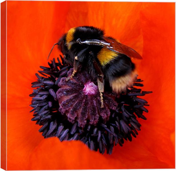 Hot Bumble on Red Poppy Canvas Print by Jacqi Elmslie