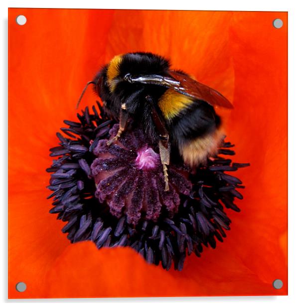 Hot Bumble on Red Poppy Acrylic by Jacqi Elmslie
