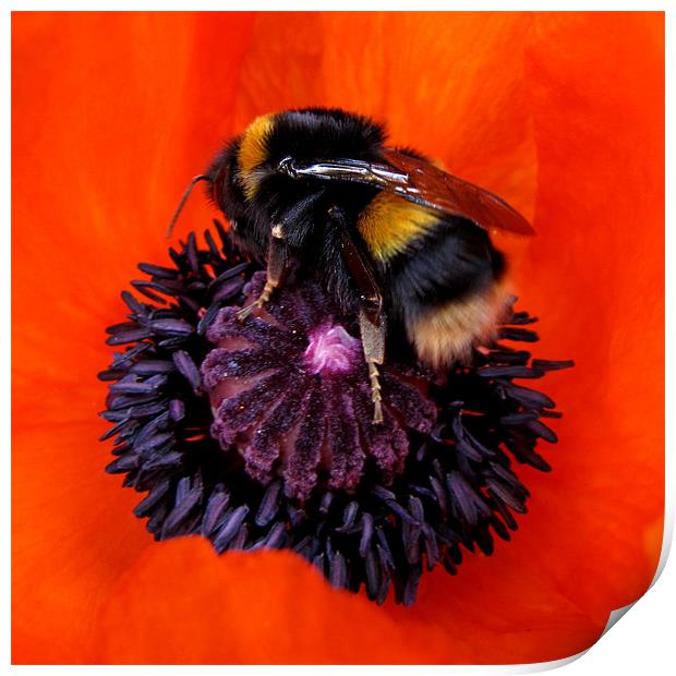 Hot Bumble on Red Poppy Print by Jacqi Elmslie